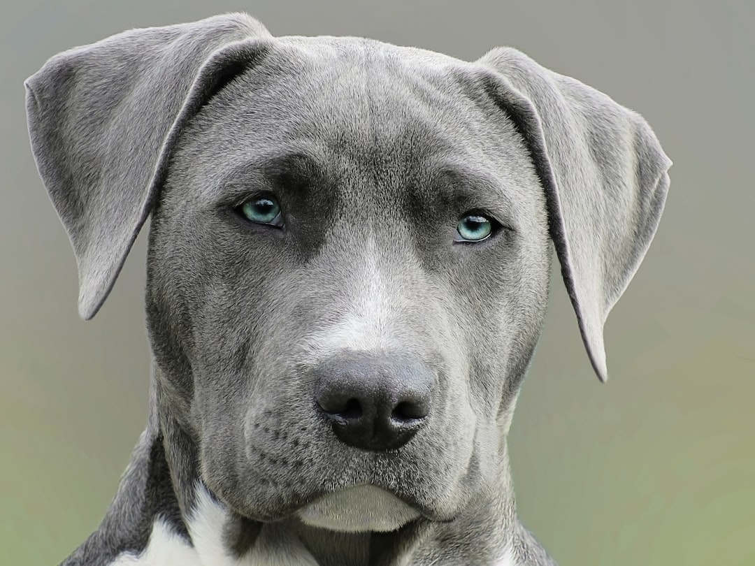 Blue-nosed American pitbull with gray body, big ears and beautiful blue eyes. Portrait photo in the style of high detail, super realistic. High resolution. –ar 4:3