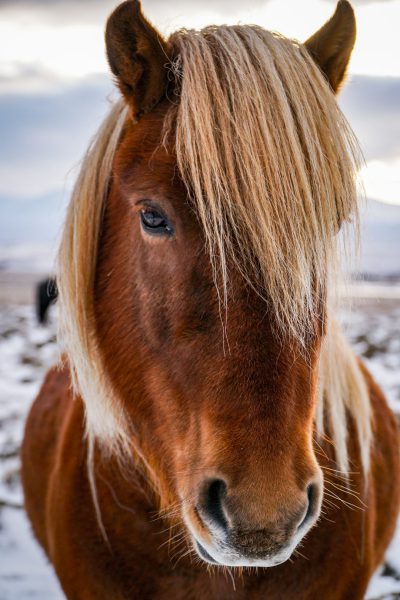 Photograph of an Icelandic horse with a blonde mane, looking at the camera in Iceland's winter landscape. A close up portrait in the style of professional photography with vivid colors in the sunlight. --ar 85:128