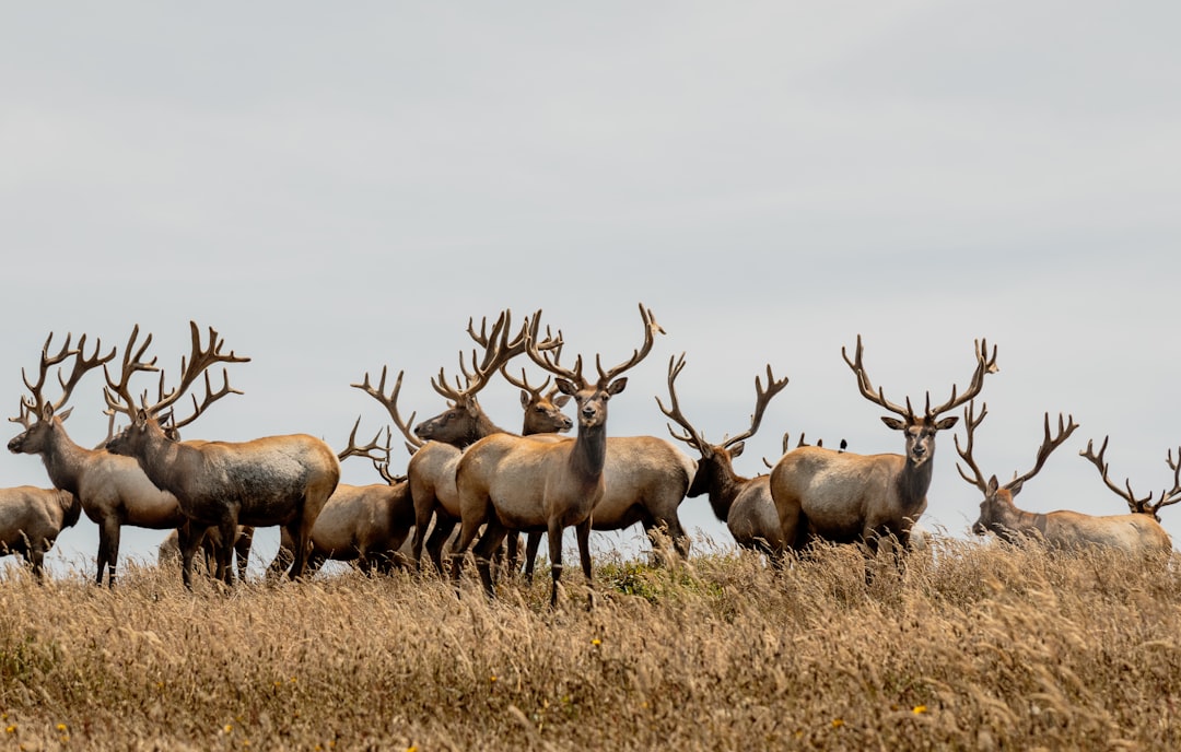 A herd of male elk with impressive antlers stands on the edge, their heads held high against an overcast sky, standing out vividly in the wild grasslands. In the style of R hypert nt Island Nationalsq; canon eos r5 –ar 128:81