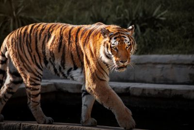 A majestic tiger gracefully walking across the bridge, its sleek fur glistening in the sunlight as it gazes into the distance with intensity, focusing on the face. --ar 128:85