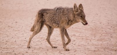 a coyote walking on the ground in desert, side view, photo realistic, nikon d850, f/2.4 --ar 128:59