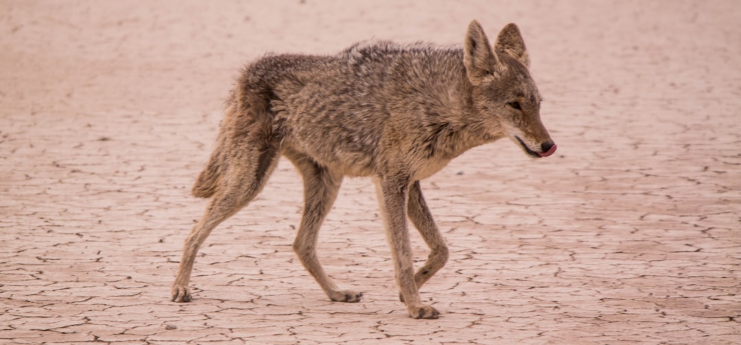 a coyote walking on the ground in desert, side view, photo realistic, nikon d850, f/2.4 –ar 128:59