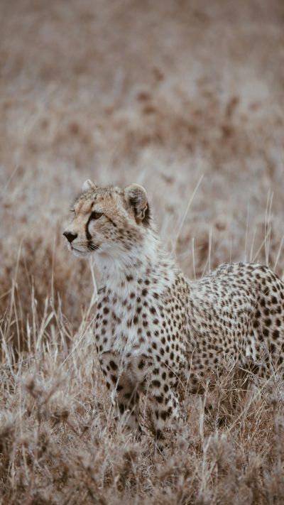 A young cheetah in the savannah, motion blur photography, muted color tones, taken with a Fujifilm XT40 camera and a f/3.5 lens, grassy field setting, natural daylight, wide-angle shot. --ar 9:16