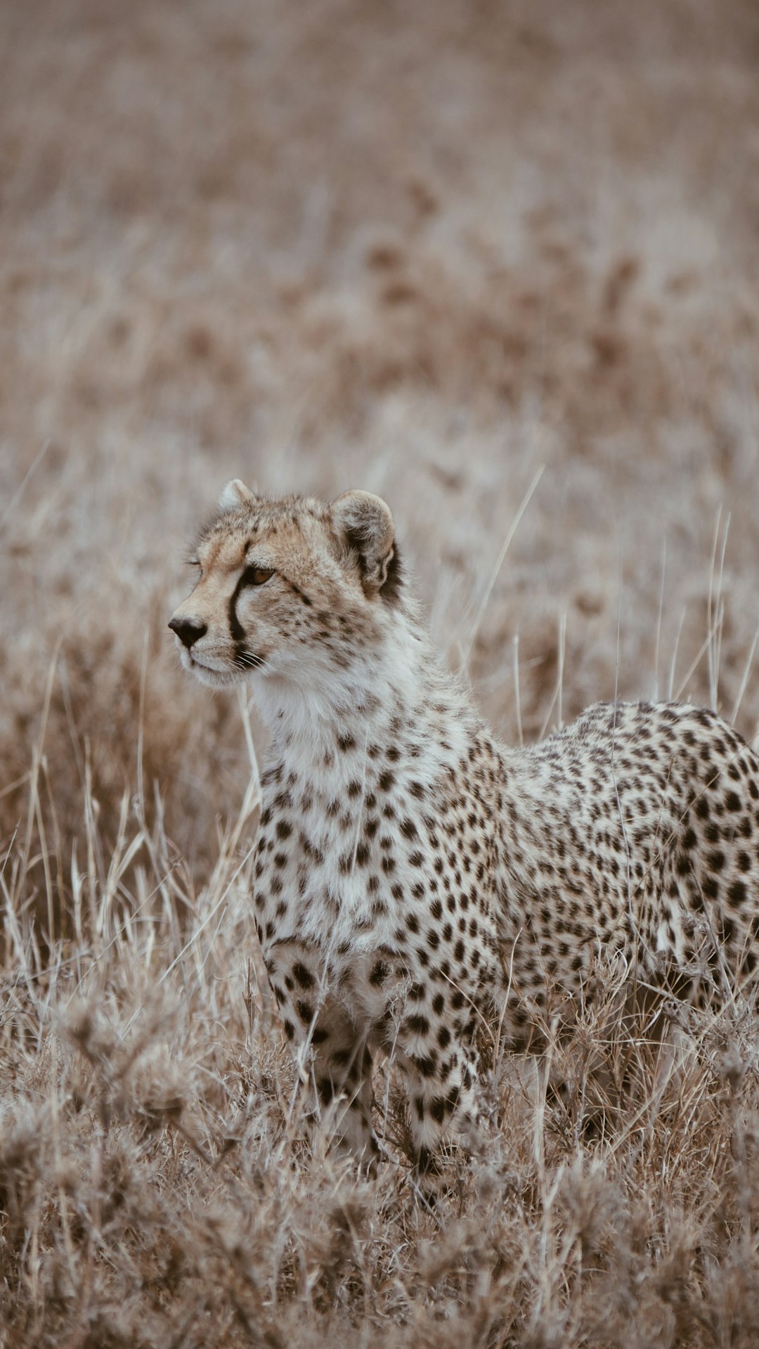 A young cheetah in the savannah, motion blur photography, muted color tones, taken with a Fujifilm XT40 camera and a f/3.5 lens, grassy field setting, natural daylight, wide-angle shot. –ar 9:16