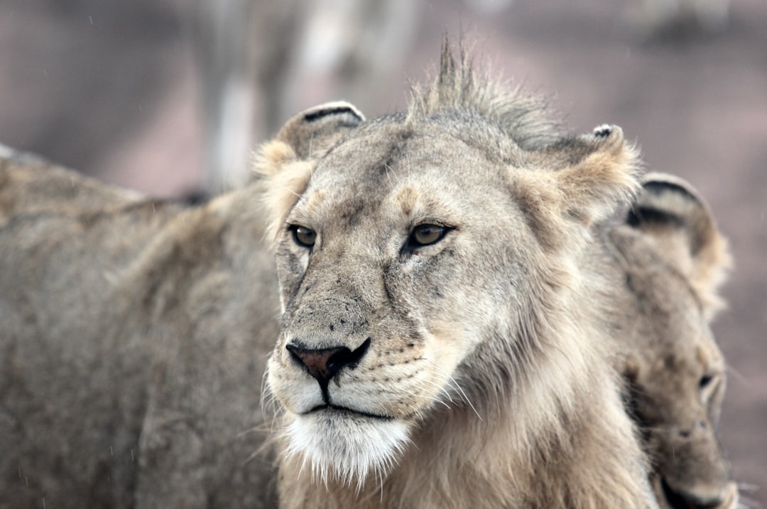 A photo of an African Lioness with lion-like hair on her head, next to two other lions. The background is blurred and out of focus. Shot in the style of Nikon D850 camera with the Nikkor 24-70mm lens at f/3.5 aperture setting. Intricate details, natural lighting, soft shadows. –ar 128:85