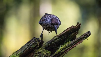 Photo of a starling bird standing on top of an old tree trunk in the forest, holding its head with one leg while pecking at its feathers, shot in the style of Sony Alpha A7 III. --ar 16:9