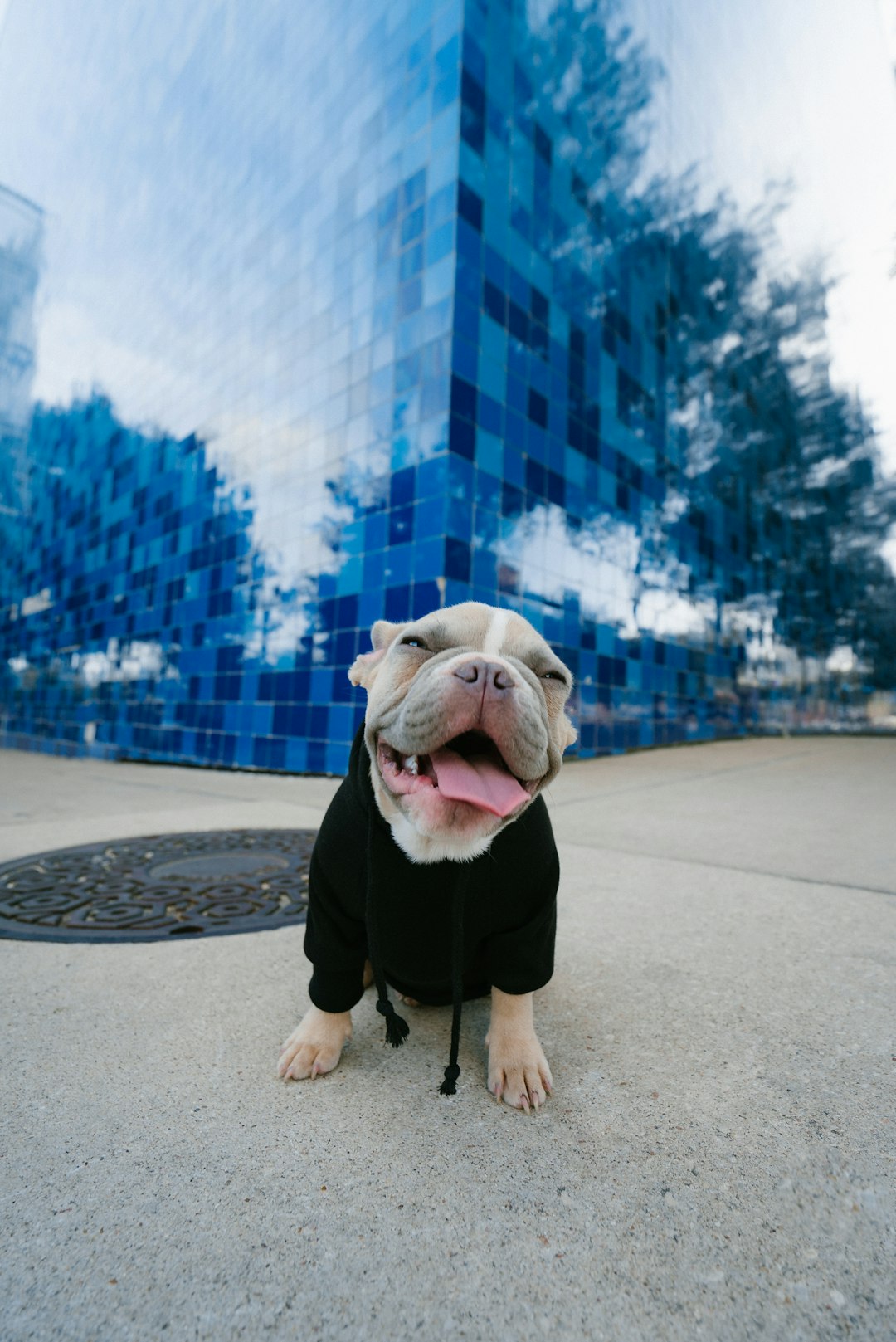 portrait photo of an happy white english bulldog in black hoodie, sitting on the ground like people and smiling at camera, modern blue glass building with reflection, wearing trendy , centered, sharp focus, shallow depth off field –ar 85:128