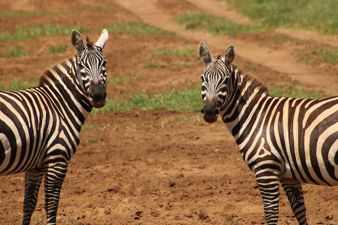 Two zebras standing on a dirt road, one looking at the camera and the other turning its head to look behind it. The background is grassy plains with some muddy roads visible in the distance. –ar 128:85