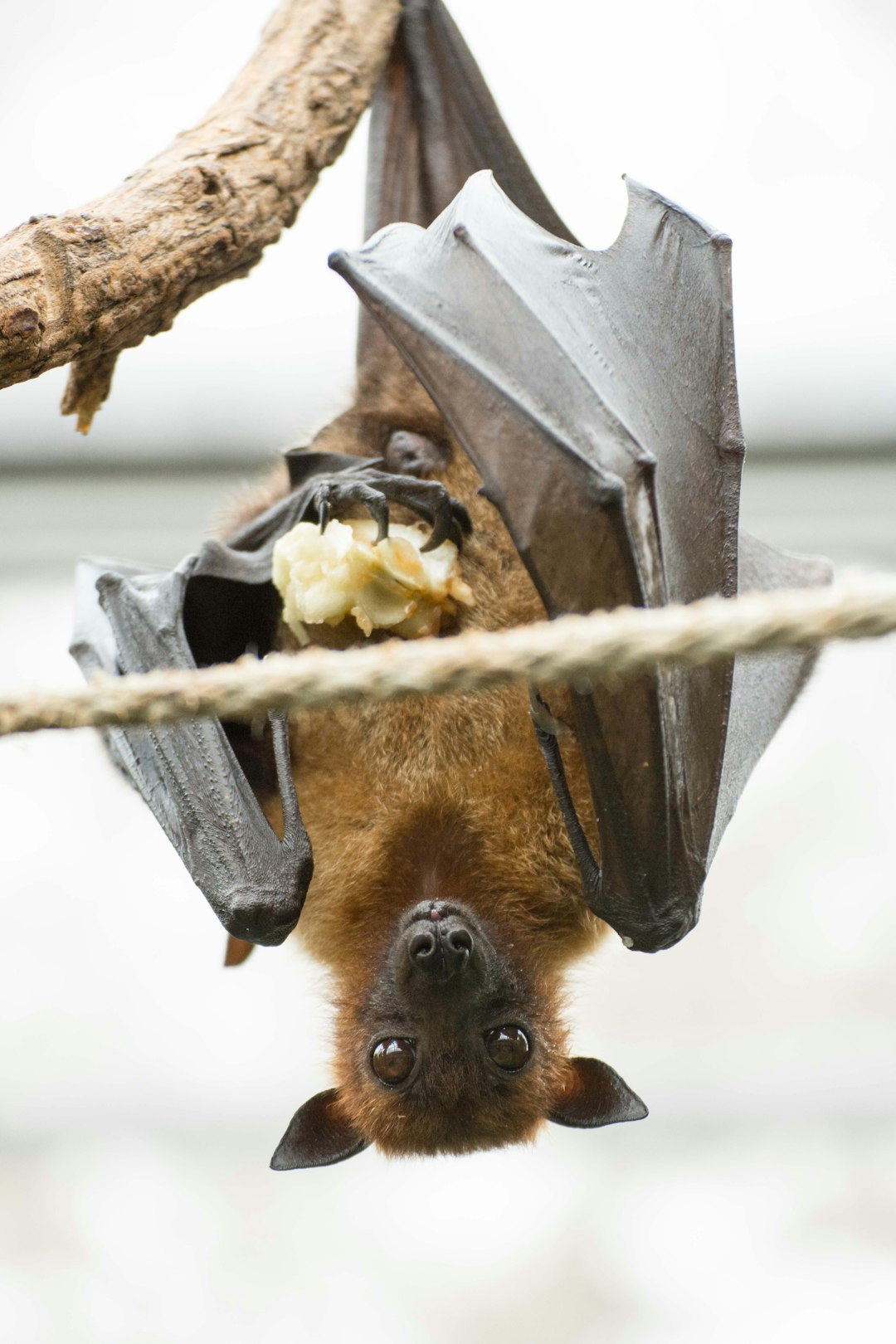 A fruit bat hanging upside down from the ceiling, eating some cheese. The background is white and plain. –ar 85:128