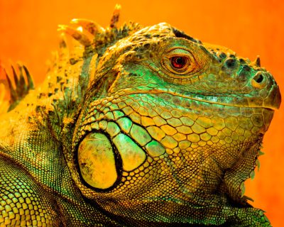 Close up photo of an iguana on an orange background with green and yellow color grading in the style of hyper realistic photography. --ar 64:51