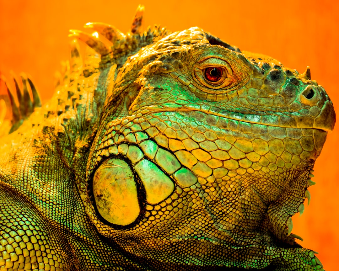 Close up photo of an iguana on an orange background with green and yellow color grading in the style of hyper realistic photography. –ar 64:51