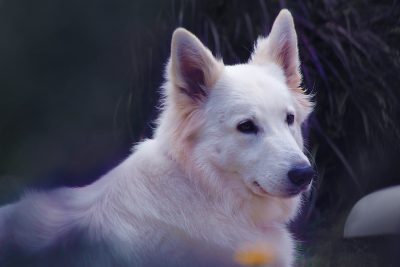 white swiss shepherd dog sitting in the garden, purple light from behind, focus on face and ears, blurry background, high resolution photography, hyperrealistic photography, professional colour grading, soft shadow, no contrast, clean sharp focus, cinematic lighting --ar 128:85