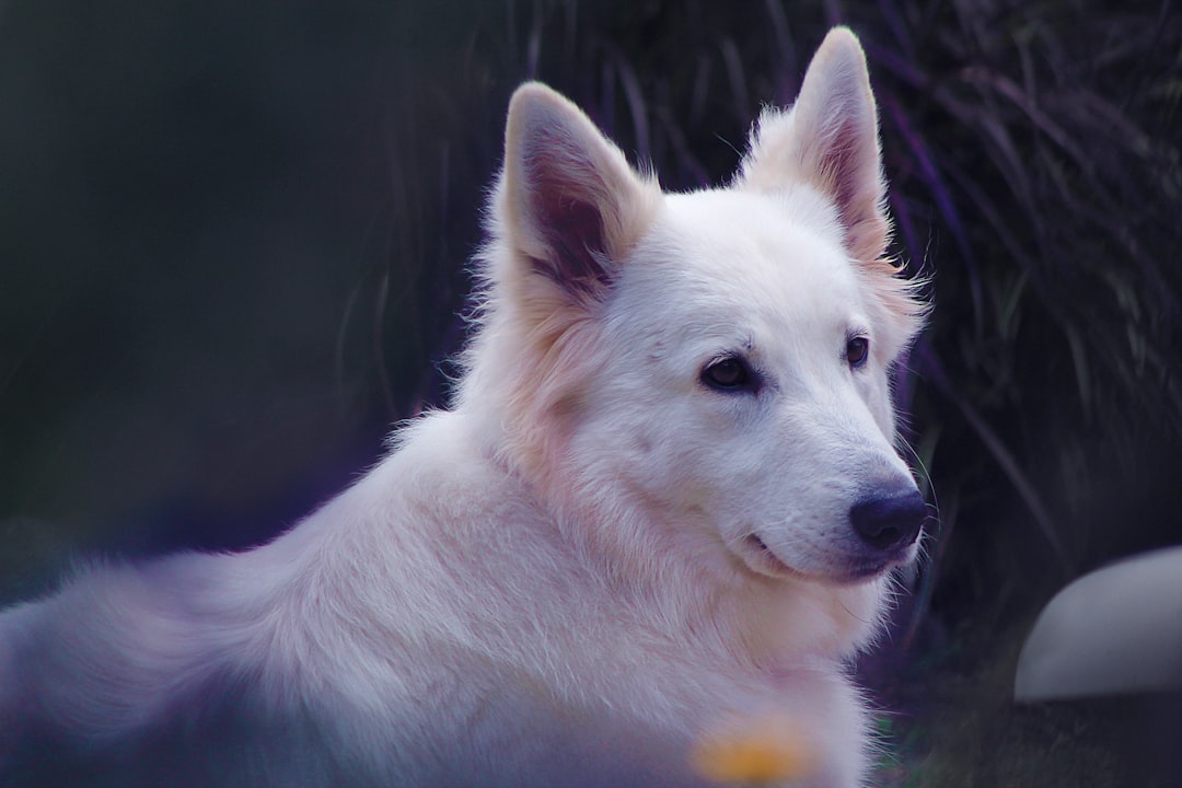 white swiss shepherd dog sitting in the garden, purple light from behind, focus on face and ears, blurry background, high resolution photography, hyperrealistic photography, professional colour grading, soft shadow, no contrast, clean sharp focus, cinematic lighting –ar 128:85