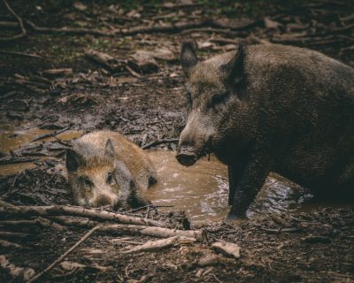 a wild boar and its cub playing in mud, shot with Sony Alpha A9 II and the best lens for street photography, professional color grading, soft shadows, no contrast, clean sharp focus --ar 64:51