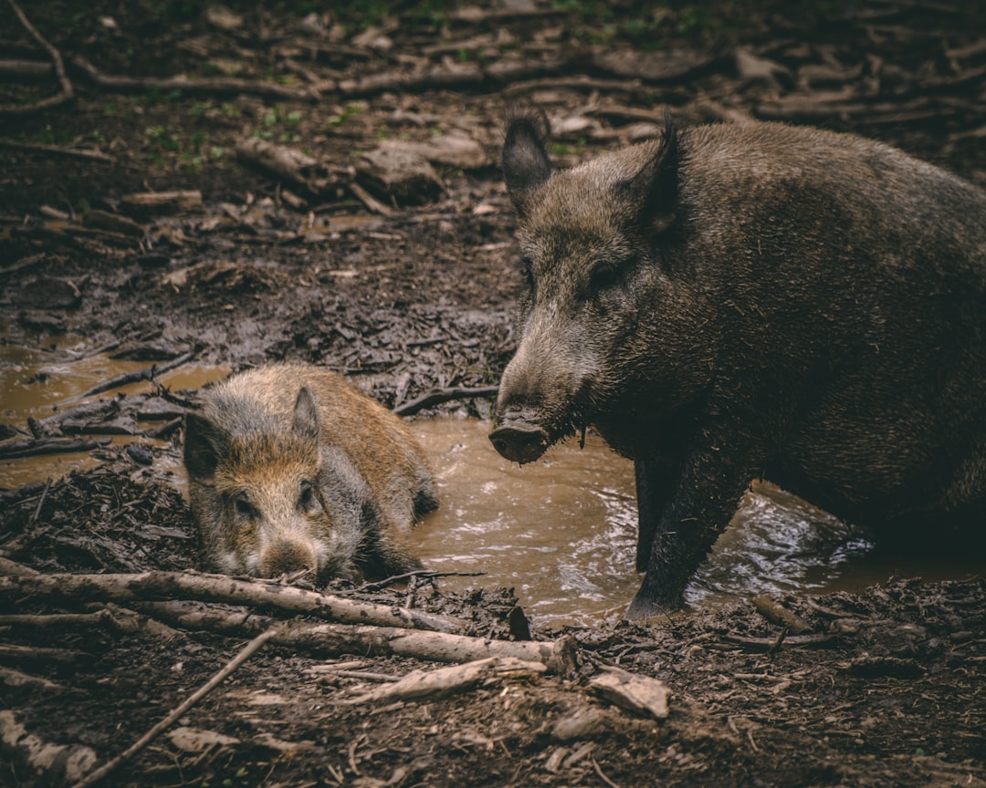 a wild boar and its cub playing in mud, shot with Sony Alpha A9 II and the best lens for street photography, professional color grading, soft shadows, no contrast, clean sharp focus –ar 64:51