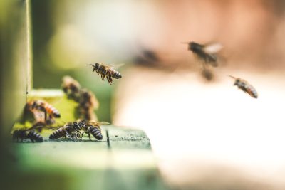 Close up photo of bees flying over the edge of an open beehive, with a blurry background in green and brown tones, taken in natural light and shot on a Canon EOS R5 camera. --ar 128:85