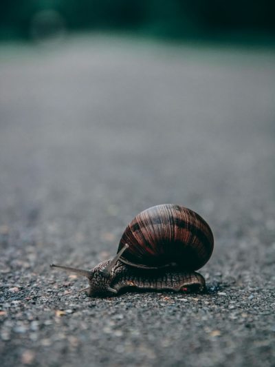 close up of snail on asphalt, blurred background, unsplash photography style --ar 3:4