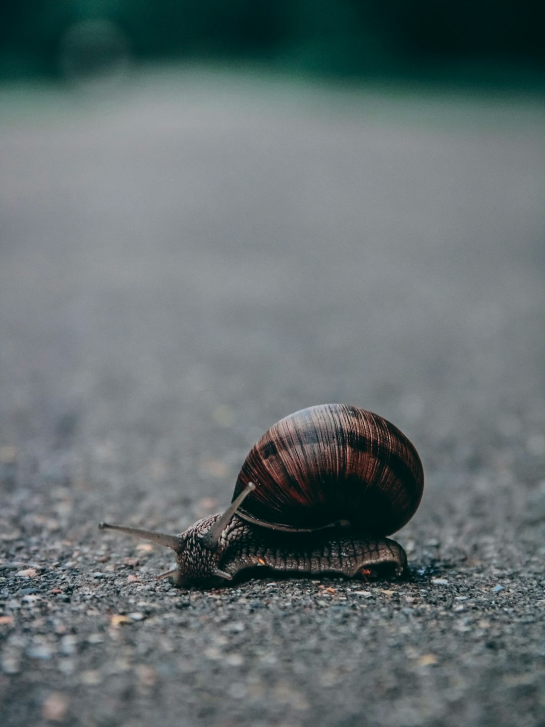 close up of snail on asphalt, blurred background, unsplash photography style –ar 3:4