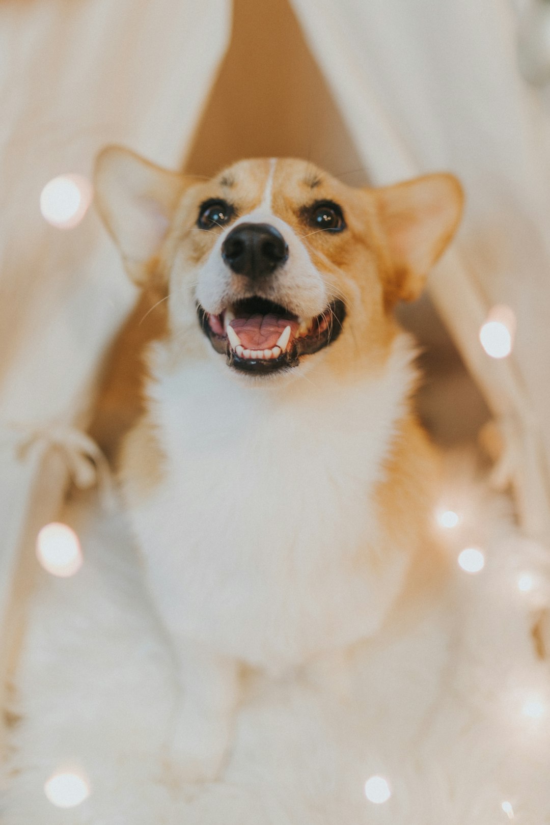 A cute corgi smiles and plays in the white tent, with twinkling lights shining on it. The photo was taken from above, with a happy expression. Bright indoor light illuminated its face, creating soft tones. Using a Canon EOS R5 for photography, focusing on capturing detailed expressions of fluffy fur and joyful movements. in the style of Canon EOS R5 for photography, focusing on capturing detailed expressions of fluffy fur and joyful movements. –ar 85:128