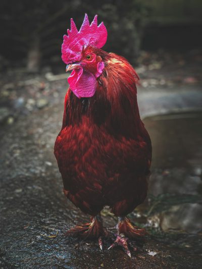 A red rooster with pink feathers on its head, standing in the street, in the style of photography, high definition photography, professional photography. --ar 3:4