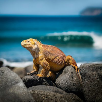 A yellow and orange Galapagos land iguana on black rocks with the blue ocean in the background, with waves crashing onto the shore, photo realistic, in the style of Nikon D850 camera, high resolution.