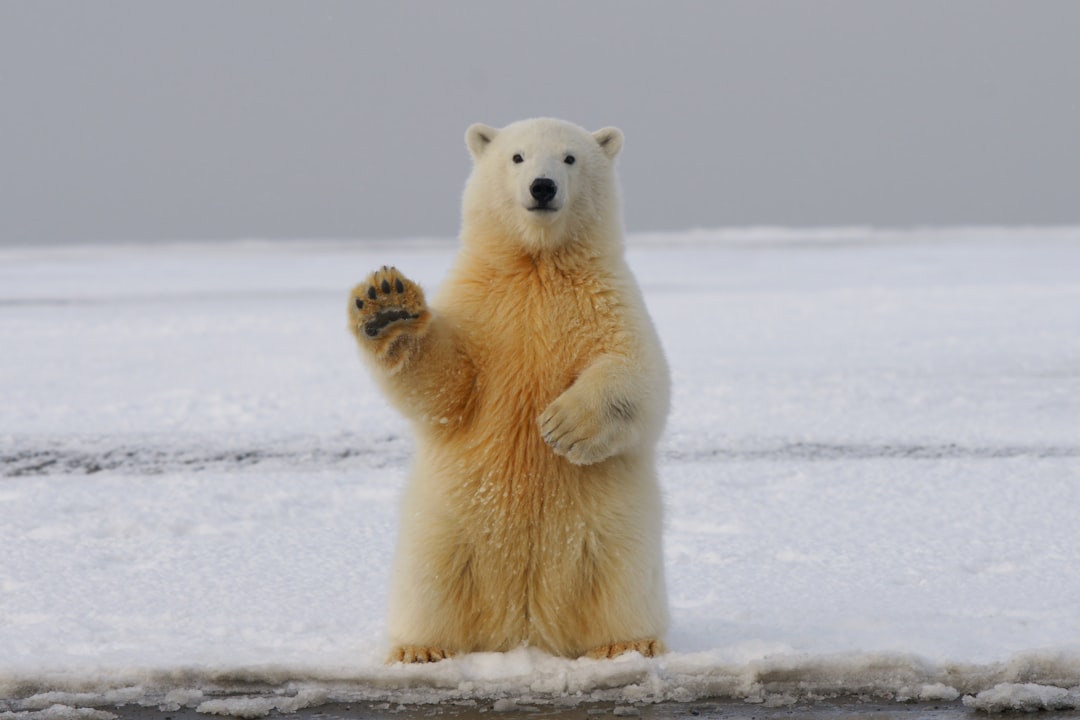 A polar bear standing on its hind legs waving at the camera, standing in an ice field. The polar bear is yellowish white with black ears and eyes. There is snow covering the ground around it. It has one paw raised as if greeting someone or pointing towards something. The background shows more of the snowy landscape. This photo was taken in the style of canon eos r5. –ar 128:85