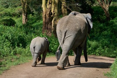 The mother elephant and her calf walk along the dirt road, facing away from us. The young one is small in size, with gray skin and big ears. They both have long trunks that end at their feet. On each side of them there's green vegetation, trees, bushes and grasses. In front or behind you can see other animals walking on paths. It’s sunny outside and everything looks vibrant. There is light wind blowing through leaves. This scene captures an atmosphere full of nature and wildlife. --ar 128:85