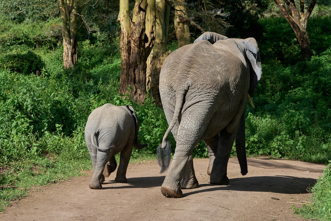 The mother elephant and her calf walk along the dirt road, facing away from us. The young one is small in size, with gray skin and big ears. They both have long trunks that end at their feet. On each side of them there’s green vegetation, trees, bushes and grasses. In front or behind you can see other animals walking on paths. It’s sunny outside and everything looks vibrant. There is light wind blowing through leaves. This scene captures an atmosphere full of nature and wildlife. –ar 128:85