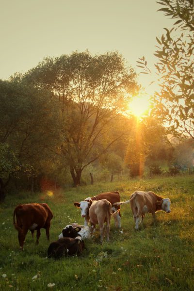 A group of cows in the green grass, grazing and resting under olive trees at sunset. The photo is taken from behind them with soft sunlight creating a warm glow on their fur. In front of the cows lies an open field where they can graze peacefully. There are no other animals around to disturb them. Objects like tree branches or rocks add depth to the scene, creating a serene atmosphere in the style of Monet. --ar 85:128