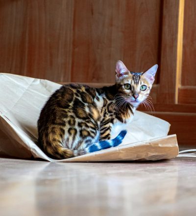 A Bengal cat sitting on top of an open brown paper bag, the white blue eyes with black pupils, the bag is lying flat and upright in front of him, the background has wooden panelling, the shot taken from below looking up at the kitten, the kitten's tail should be visible slapping against the floor as it sits down, the overall tone of the photograph is warm and inviting, with soft lighting casting gentle shadows across its fur. --ar 115:128