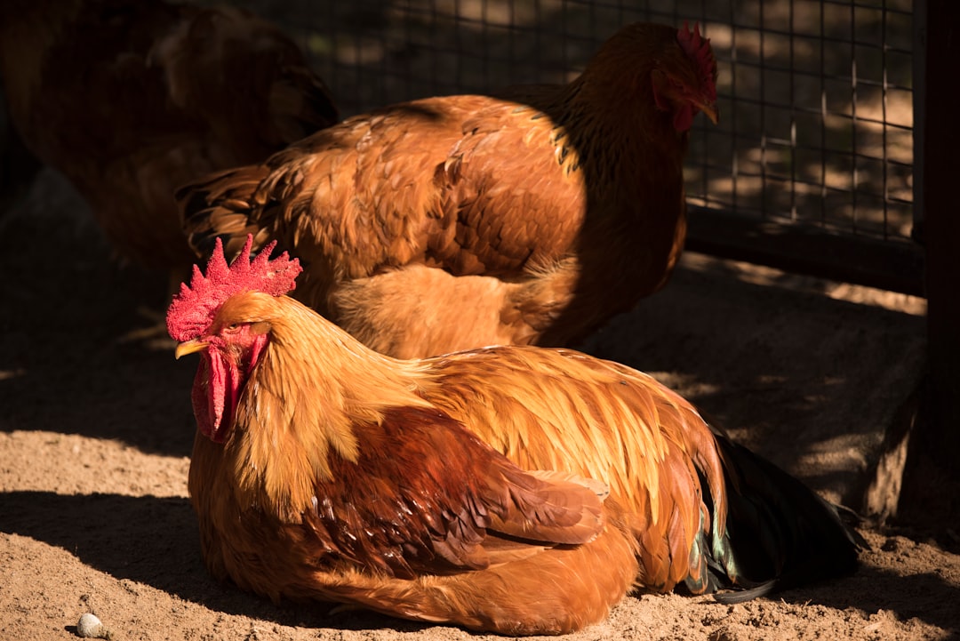 A photo of an orange rooster and brown hen sitting side by side in the sun on their belly, surrounded by other chickens, inside chicken coop, taken with Sony Alpha A7 III camera, –ar 128:85