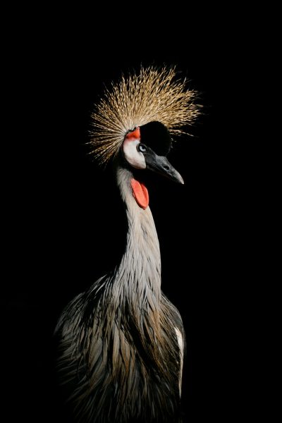 A grey-crowned crane standing in the dark, portrait photography in the style of National Geographic. --ar 85:128