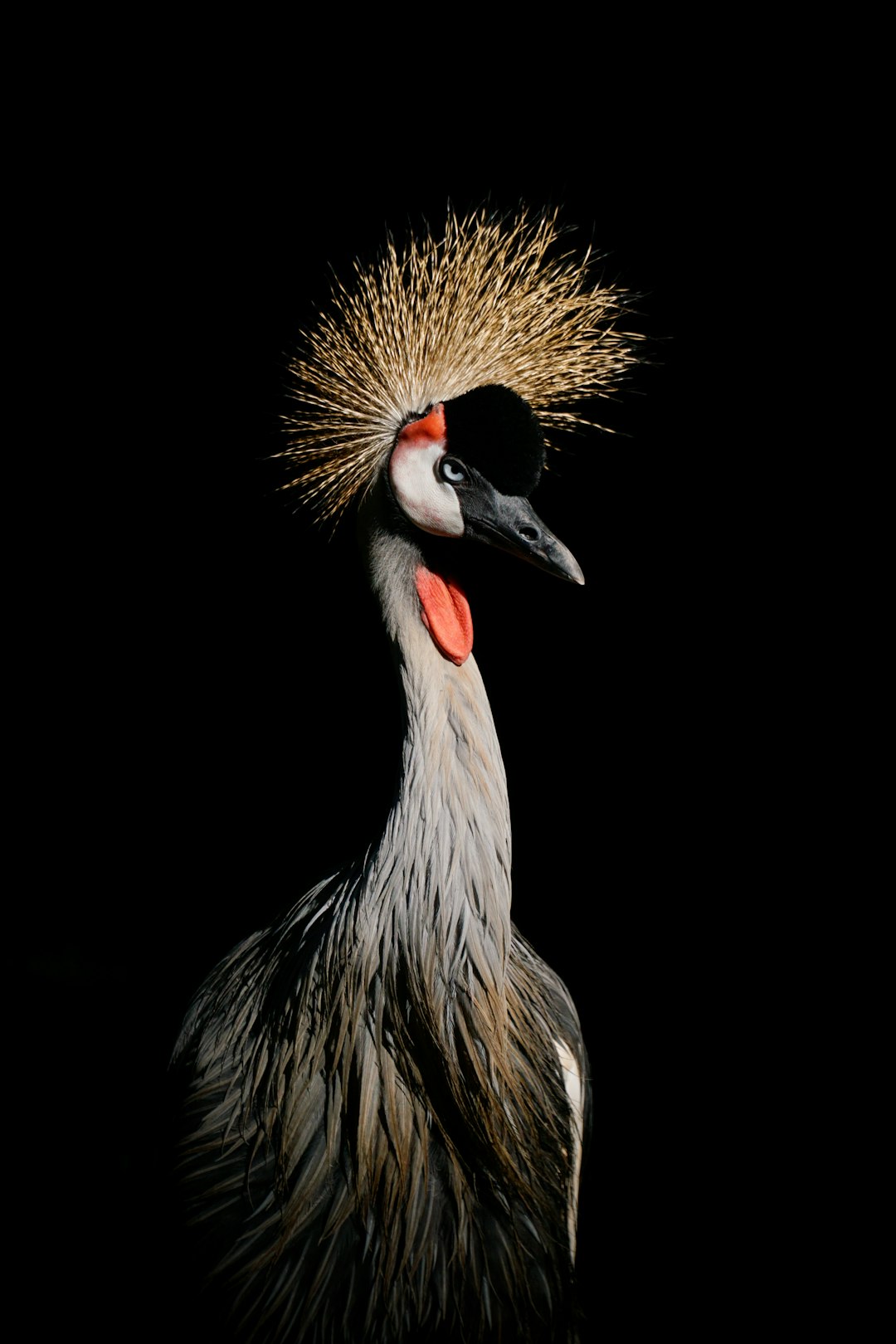 A grey-crowned crane standing in the dark, portrait photography in the style of National Geographic. –ar 85:128