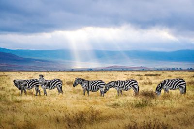 A group of zebras grazing in the Ngorongoro Crater National Park, with distant mountains and a blue sky. Rays of sunlight shine through clouds in the photo, taken in the style of Canon EOS R5. --ar 128:85