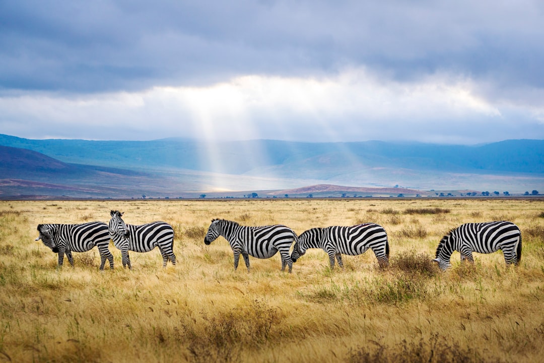 A group of zebras grazing in the Ngorongoro Crater National Park, with distant mountains and a blue sky. Rays of sunlight shine through clouds in the photo, taken in the style of Canon EOS R5. –ar 128:85