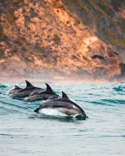 A group of dolphins swimming in the ocean near an island, photographed with a Nikon D850 DSLR using natural lighting, in the style of natural lighting. --ar 51:64