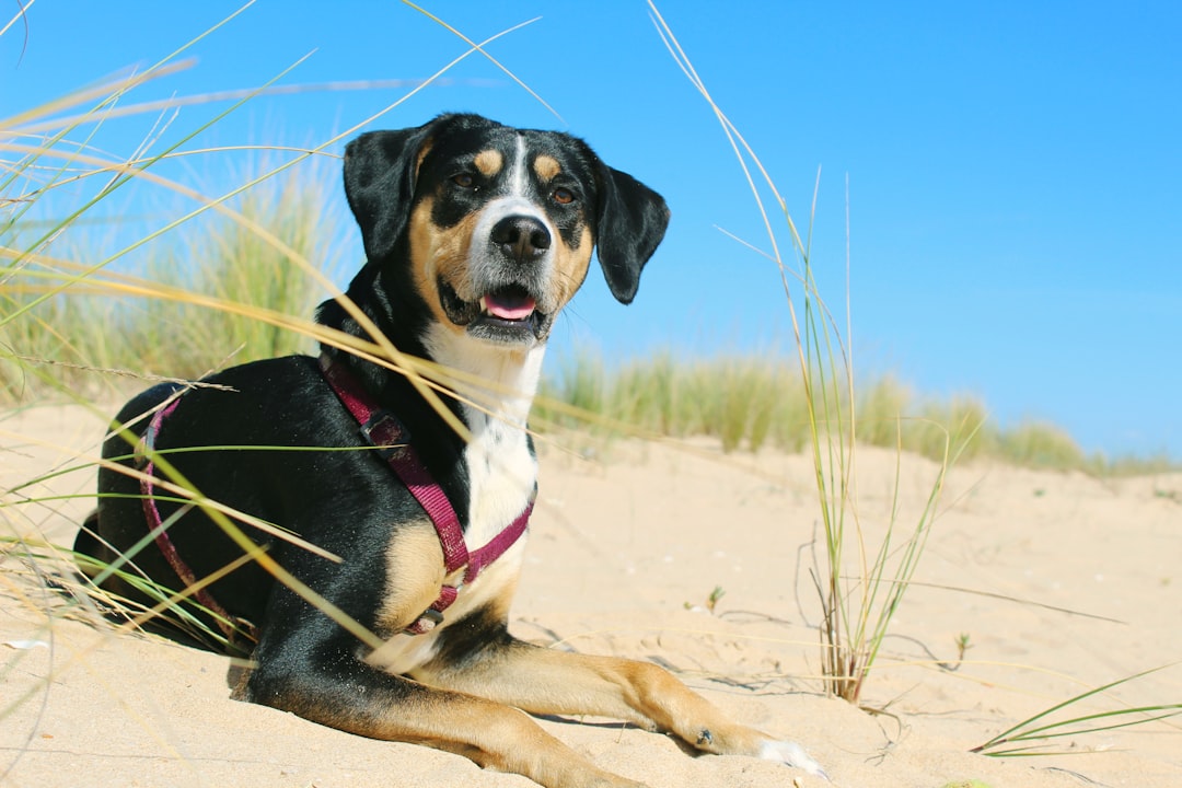 A photo of an adorable mixed breed dog with black and white fur, brown ears, and a pink collar, sitting on the sand dunes at a sandy beach in North cosy France. The sky is a clear blue, with tall grass behind him, he has his tongue out smiling, he looks happy, the shot captures his whole body including his legs, head, neck, chest, belly, tail, he also wears a red harness for walking, he sits close to the camera, shot from a low angle using a Canon EOS R5 mirrorless lens in the style of mirrorless lens. –ar 128:85