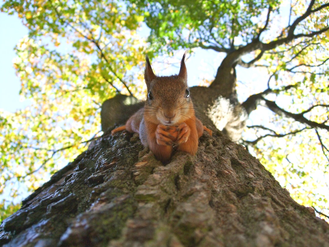 A cute squirrel perched on the trunk of an oak tree, holding acorns in its paws and looking down at me with big eyes. The camera was placed under its head to capture it from below. A sunny day illuminated all around. The photography was in the style of fisheye lens. High resolution. Hyper realistic. –ar 4:3