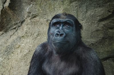 Portrait of an adult gorilla looking at camera against rock wall in zoo, hd photo with copy space on the right side for text. --ar 32:21