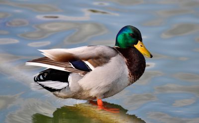 Duck, male duck with green head and dark grey body standing on water, high definition photography --ar 128:79