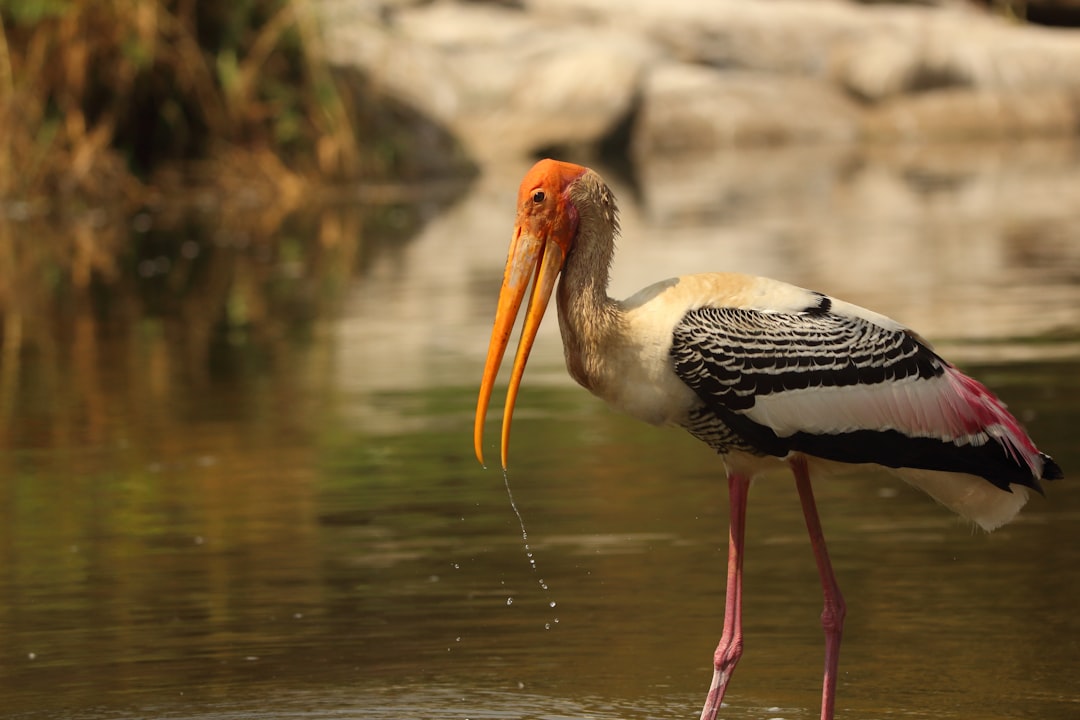 Photo of a painted stork at the Indian Jatravithi zoo, holding water in its beak and standing on the ground near the river bank. The stork is depicted in the style of a painter. –ar 128:85