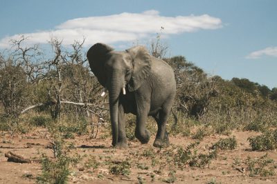 A photo of an elephant in the wild, shot on film with Lomography Color Negative 400 and Leica M6 camera, in South Africa. The elephant is standing alone against a backdrop of trees and bushes under blue sky with white clouds. It has large ears that cover its eyes as it walks through dry grasses. There's no other wildlife around or any signs of human presence. This scene captures not only the majestic beauty but also every detail of nature's tranquility. --ar 128:85