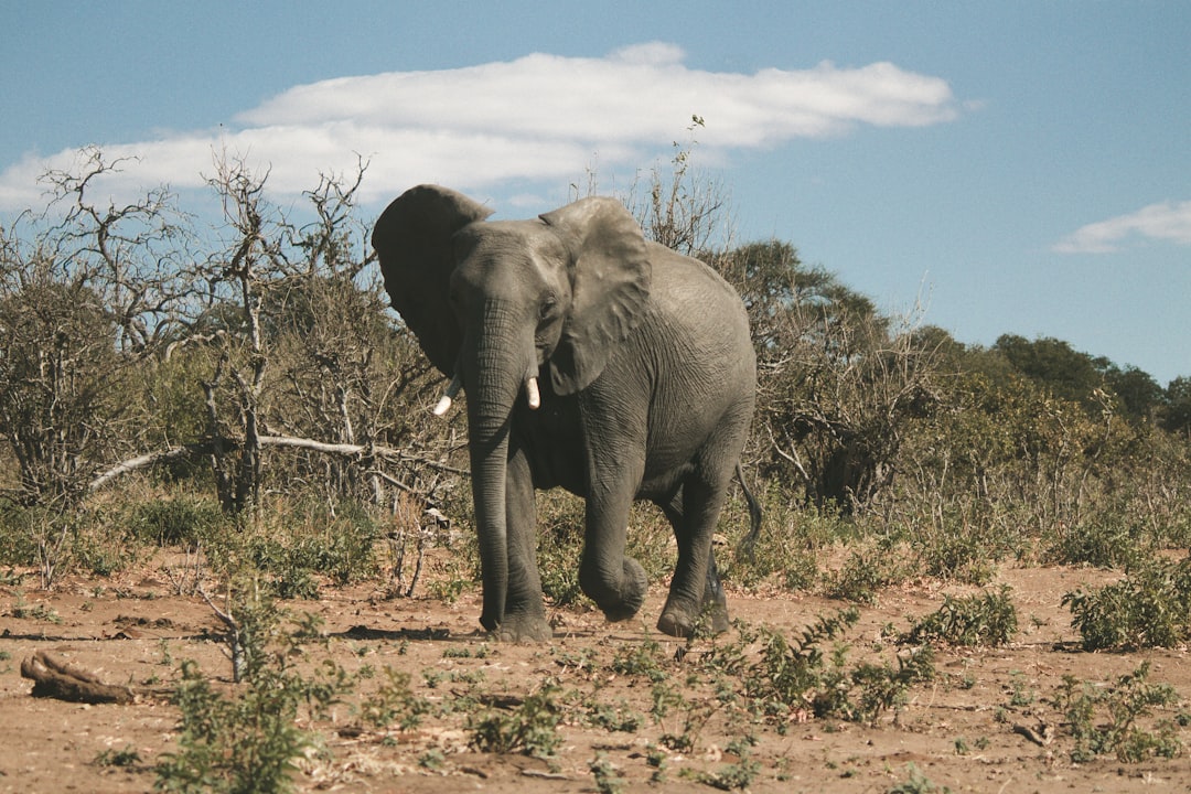 A photo of an elephant in the wild, shot on film with Lomography Color Negative 400 and Leica M6 camera, in South Africa. The elephant is standing alone against a backdrop of trees and bushes under blue sky with white clouds. It has large ears that cover its eyes as it walks through dry grasses. There’s no other wildlife around or any signs of human presence. This scene captures not only the majestic beauty but also every detail of nature’s tranquility. –ar 128:85