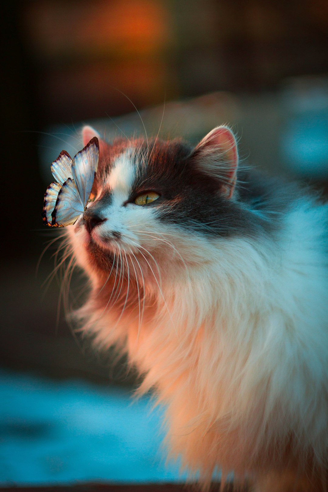 A fluffy calico cat with long fur, holding an iridescent butterfly on its nose, in the soft glow of twilight. The background is blurred to emphasize the pet’s features and colors. Captured using Fujifilm GFX 50S for its resolution and color detail., focus stacking –ar 85:128