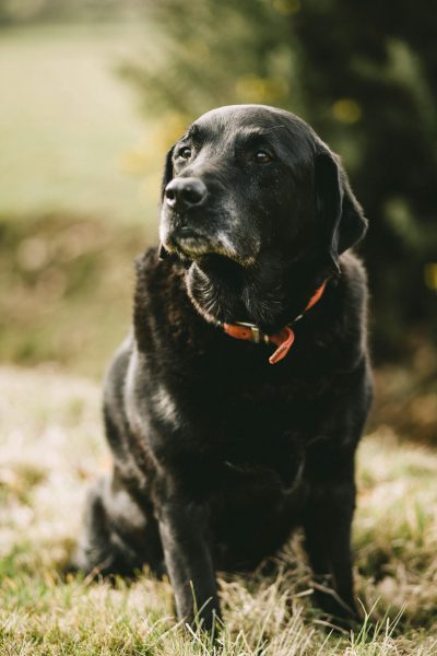 A black Labrador dog, slightly fat and aged, sitting on the grass in an outdoor park, wearing an orange collar, shot in the style of Sony Alpha A9 II raw. --ar 85:128