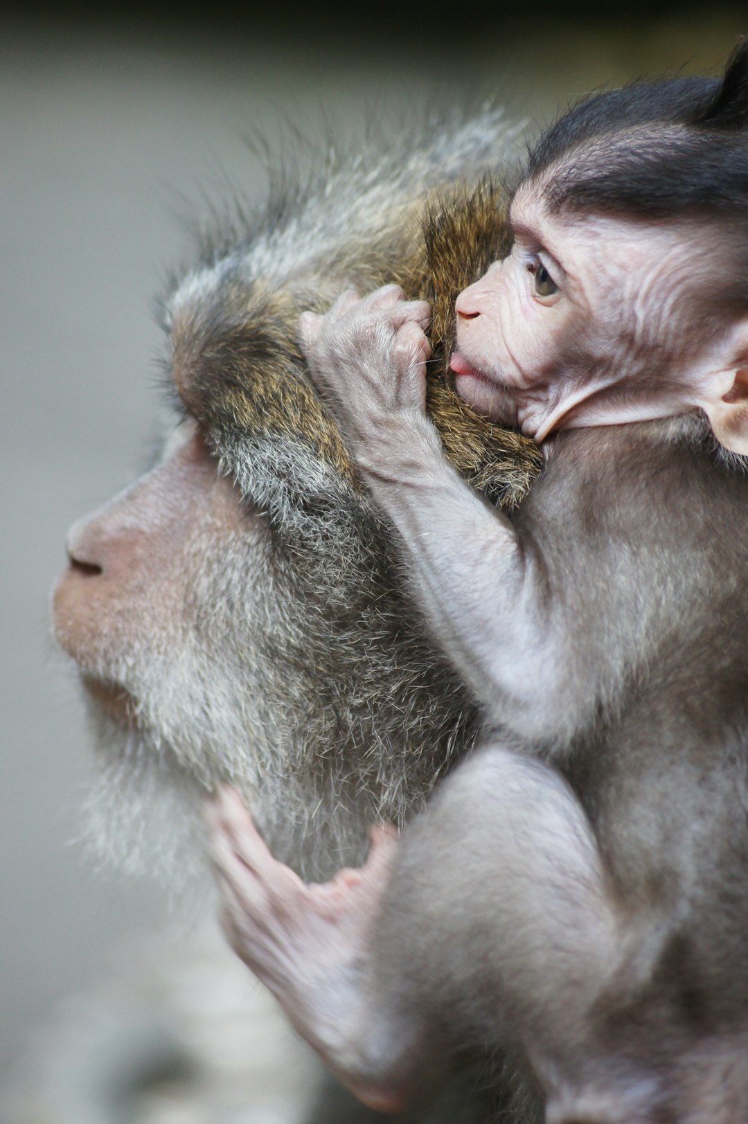 A cute little monkey is holding its mother’s hand with one hand, in the background of a monkey forest in Bali, a closeup shot with natural light, in the style of [James Balog](https://goo.gl/search?artist%20James%20Balog)’s photography. –ar 85:128