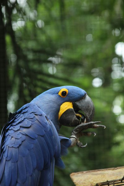 A blue parrot curtains is eating an oyster in the rainforest, real photo, high definition photography, real shot, closeup of its beak and claws holding food. The background tree leaves show a blurred green forest, super details, real photos, high definition images, professional wildlife lighting, bird's eye view perspective, wide angle lens. Close up of huge wings spread open to cover part of its body. A yellow mark on one side by its eyes. This scene captures the moment when it eats with vivid colors. It should look like a National Geographic magazine, in the style of National Geographic. --ar 85:128