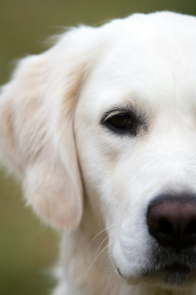 Close-up portrait photo of a white golden retriever with a depth of field and bokeh effect against a green background, captured with a Canon EOS R5 in the style of a professional photographer.