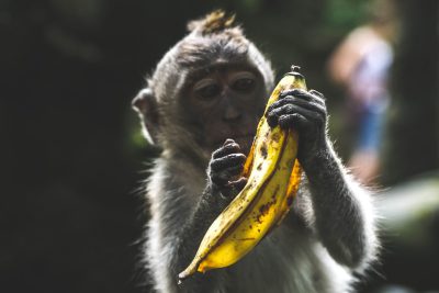 Close up of monkey eating a banana in a Bali jungle, professional photography, beautiful composition, dark background, shot in the style of Unsplash, shot on a Sony Alpha A9 II camera with an f/2 lens. --ar 128:85