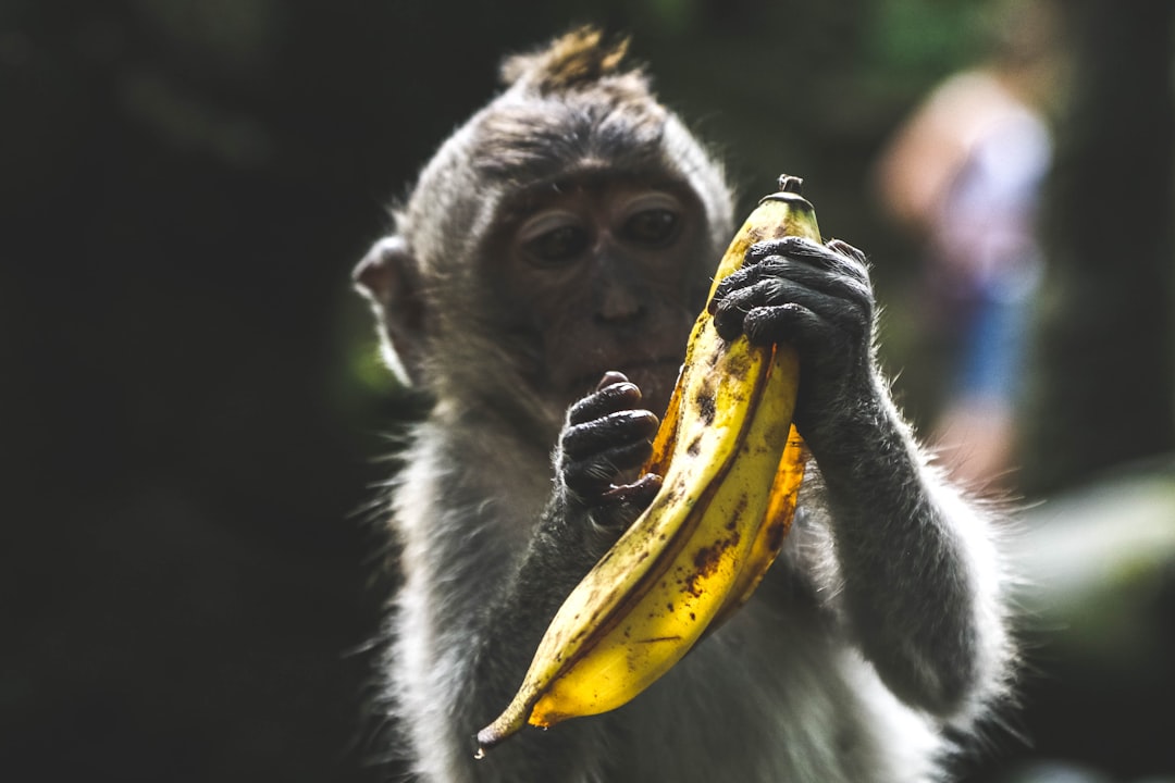 Close up of monkey eating a banana in a Bali jungle, professional photography, beautiful composition, dark background, shot in the style of Unsplash, shot on a Sony Alpha A9 II camera with an f/2 lens. –ar 128:85